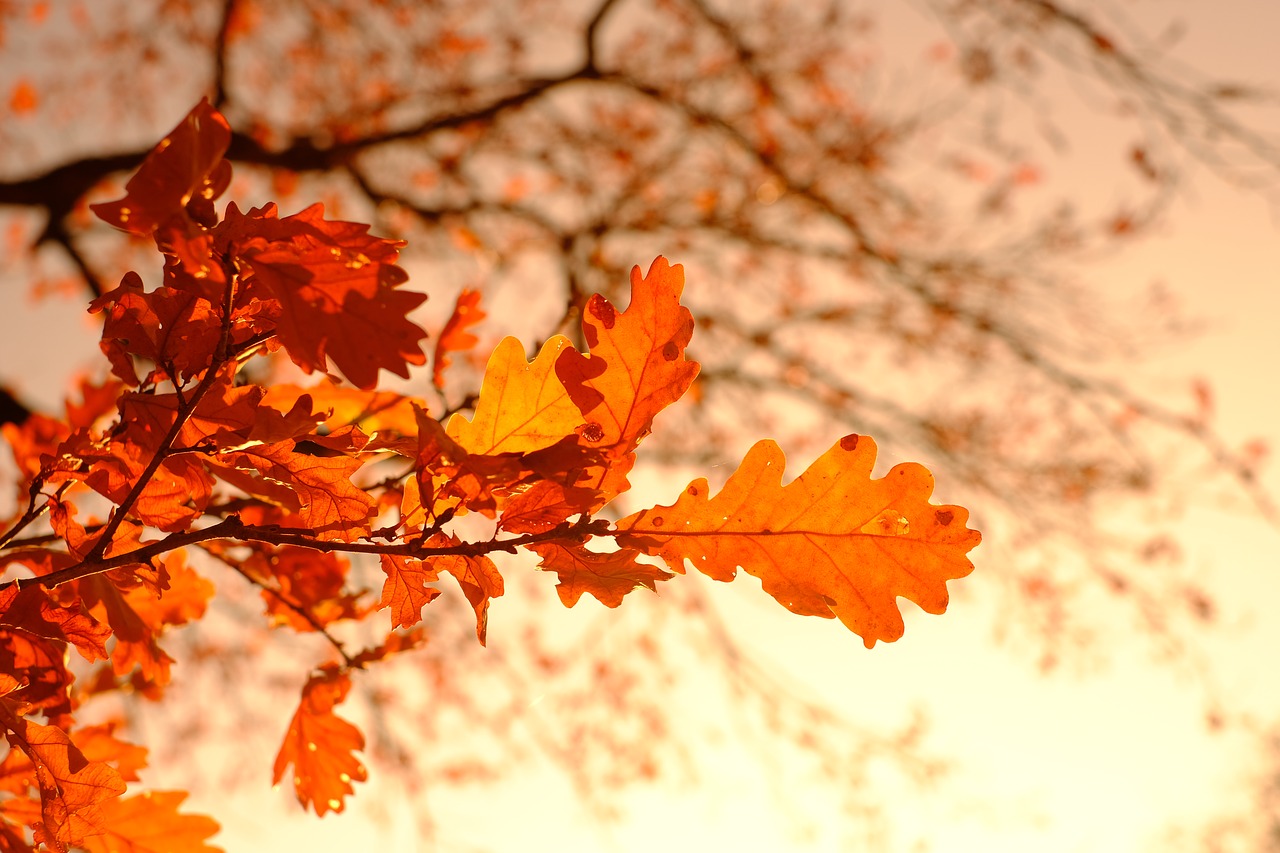 oak leaves, leaves, autumn leaves-3851313.jpg