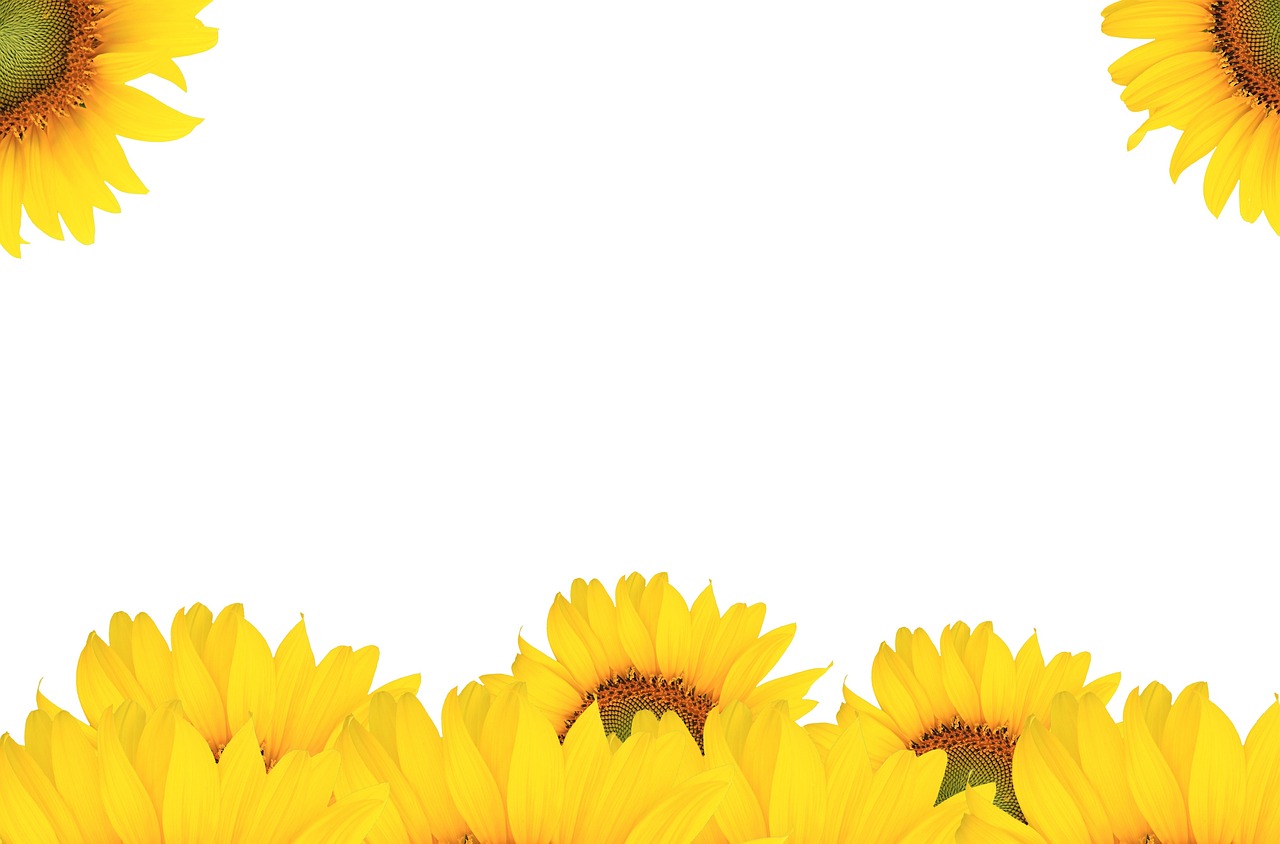 sunflower, management, fall-804667.jpg