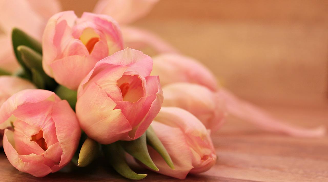 tulips, tulipa, flower-2068692.jpg